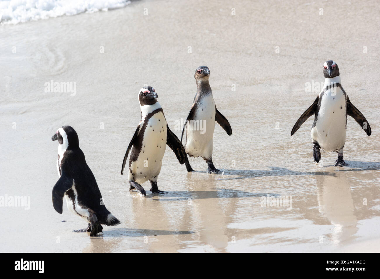 Pinguine am Strand in Kapstadt, Südafrika Stockfoto