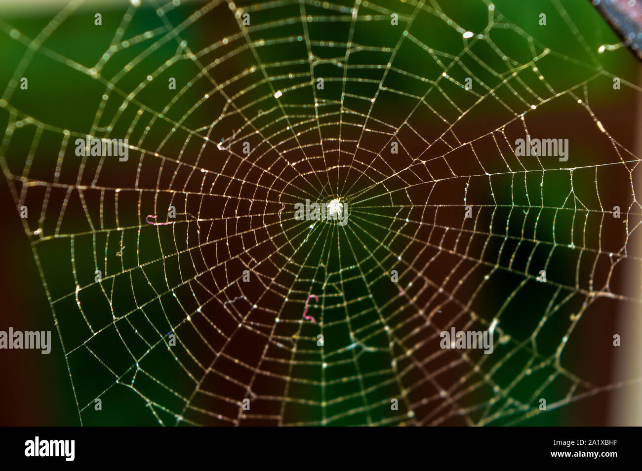 Ein Netz der Spinne in der Stadt am Morgen Sonnenlicht zurück Licht in der Stadt. Stockfoto