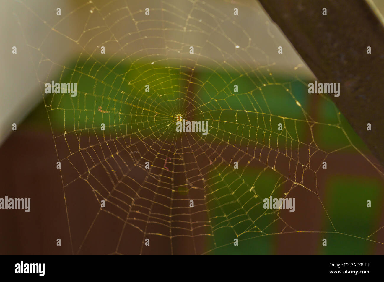 Ein Netz der Spinne in der Stadt am Morgen Sonnenlicht zurück. Stockfoto