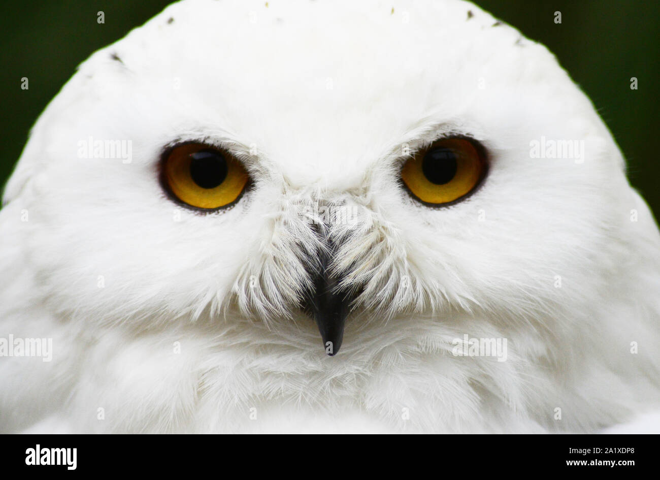 Männliche Schnee-eule ruhend, Full Face Profil Stockfoto