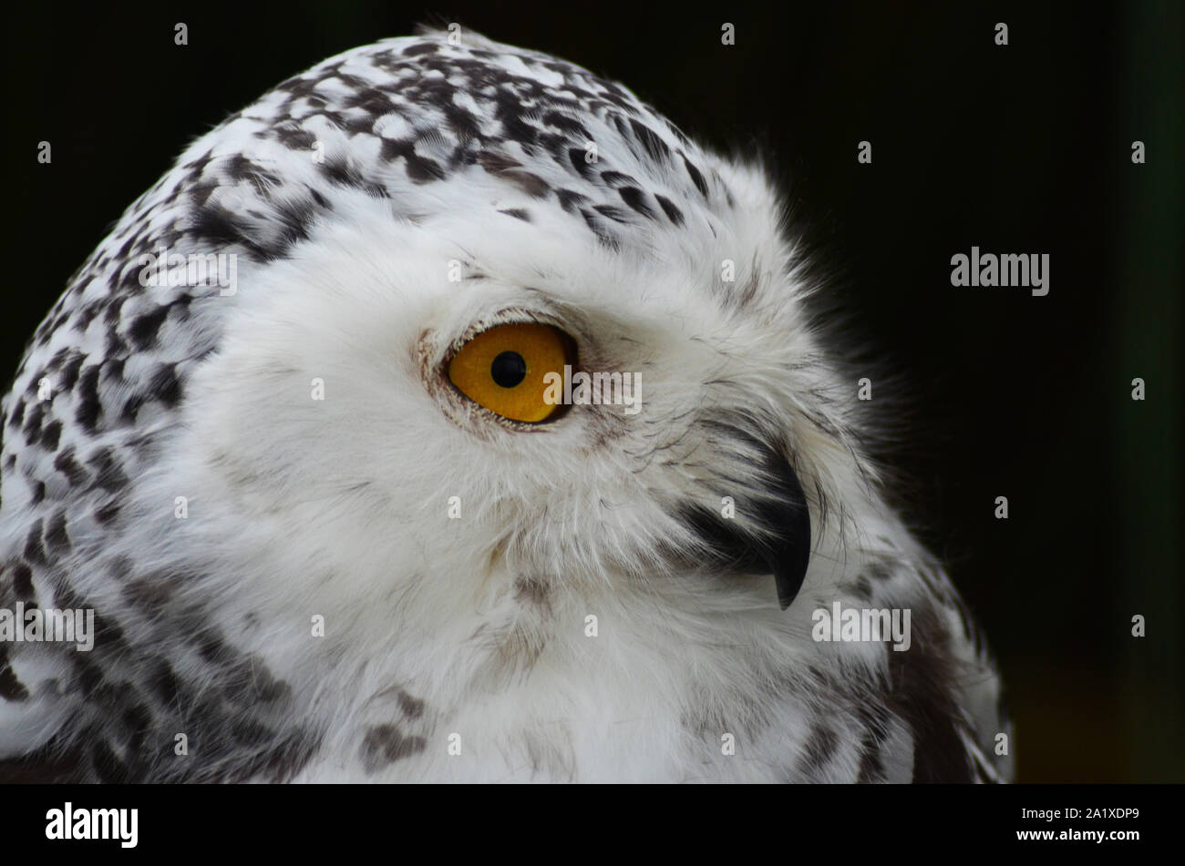 Weibliche Schneeeule ruhen Stockfoto