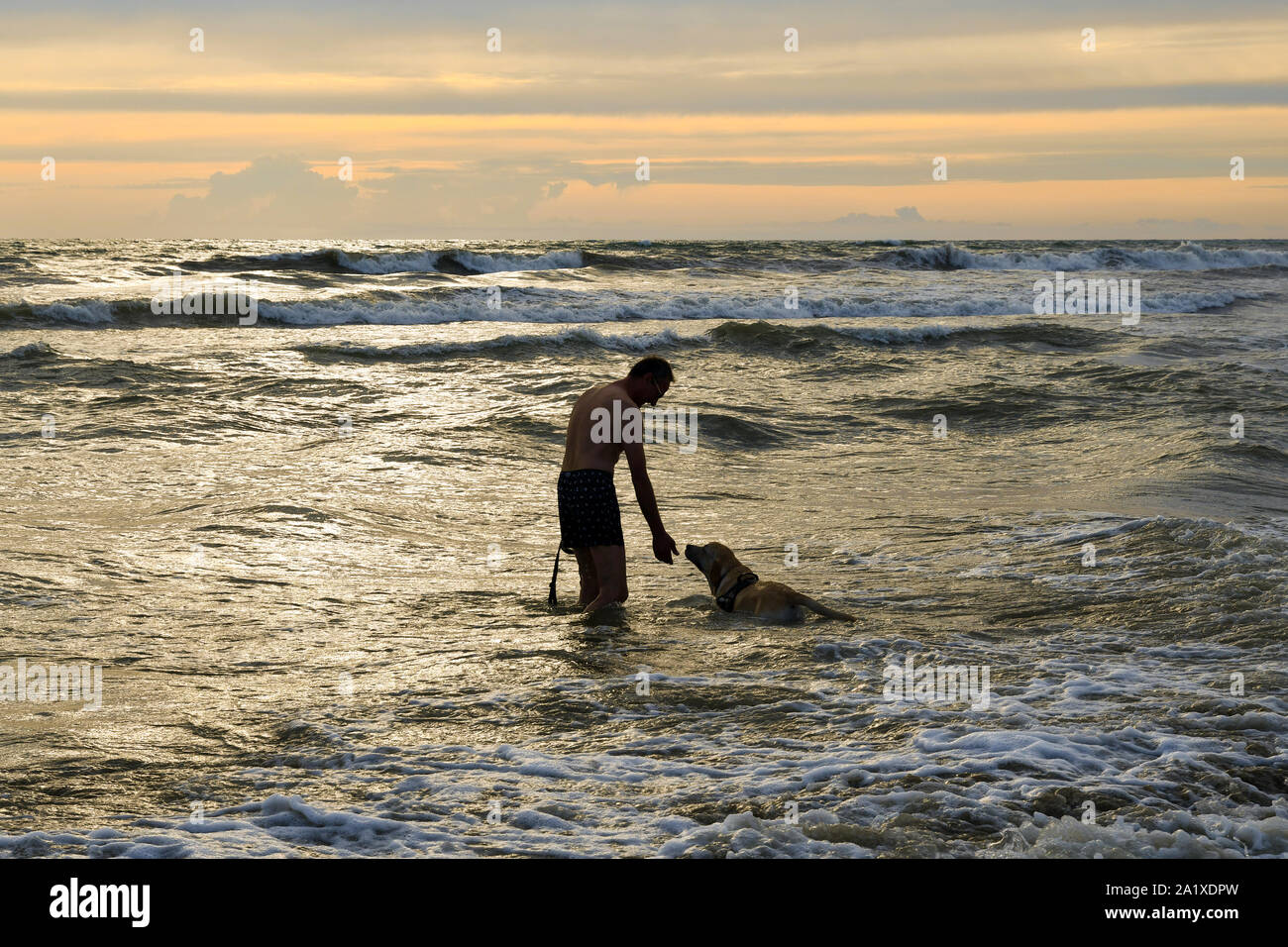 Ein Mann und sein Hund stehen und Spielen im Meer bei Sonnenuntergang im Sommer, Lido di Camaiore, Versilia, Toskana, Italien Stockfoto