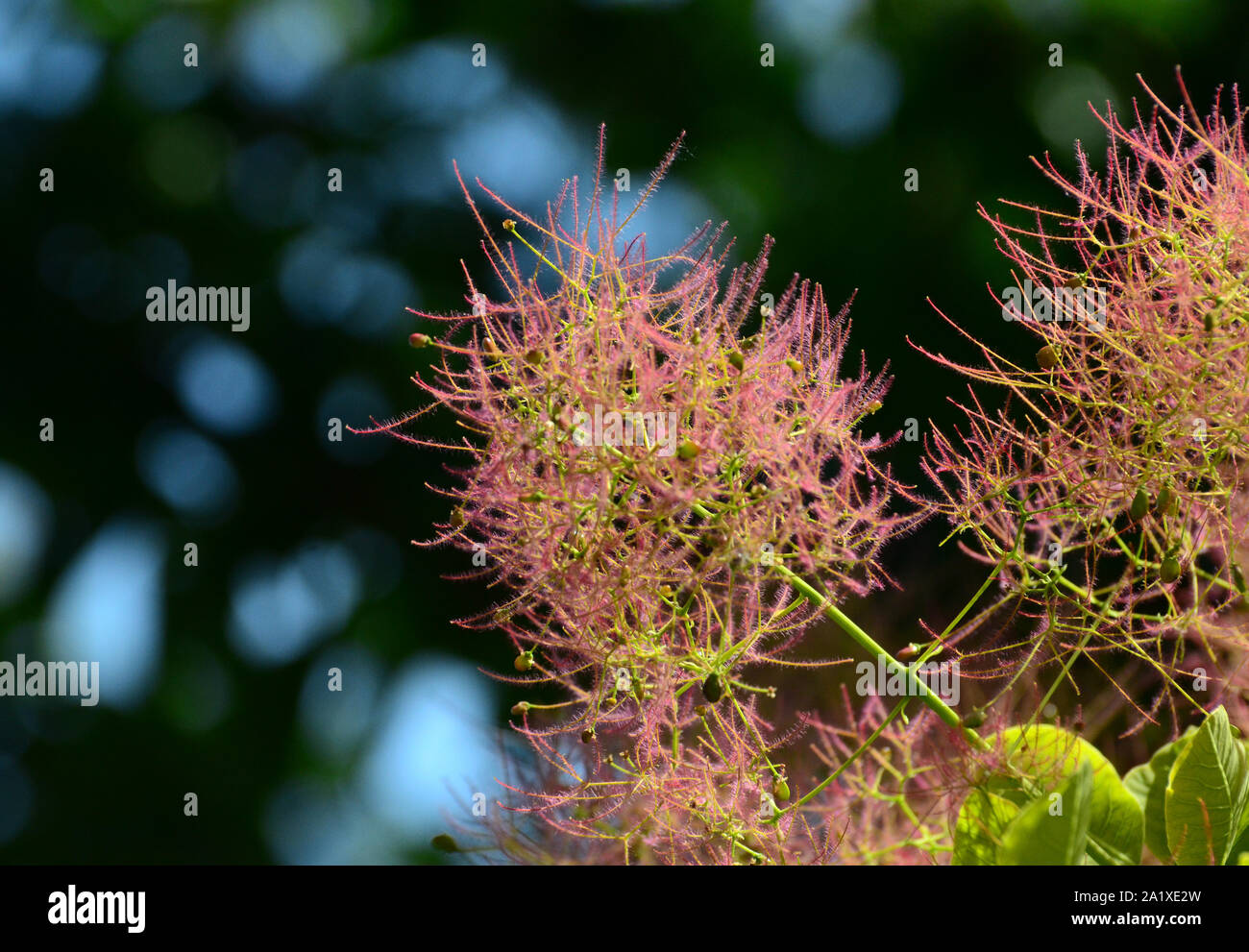Rosa flauschige Blumen rauch Bush/smoketree im Sonnenlicht gegen Dark Tree Hintergrund, Cotinus Arten Stockfoto