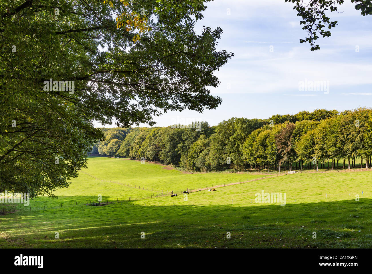 Landschaft Immobilien Mariendaal mit Ackerland, Kühe und Bäume Stockfoto