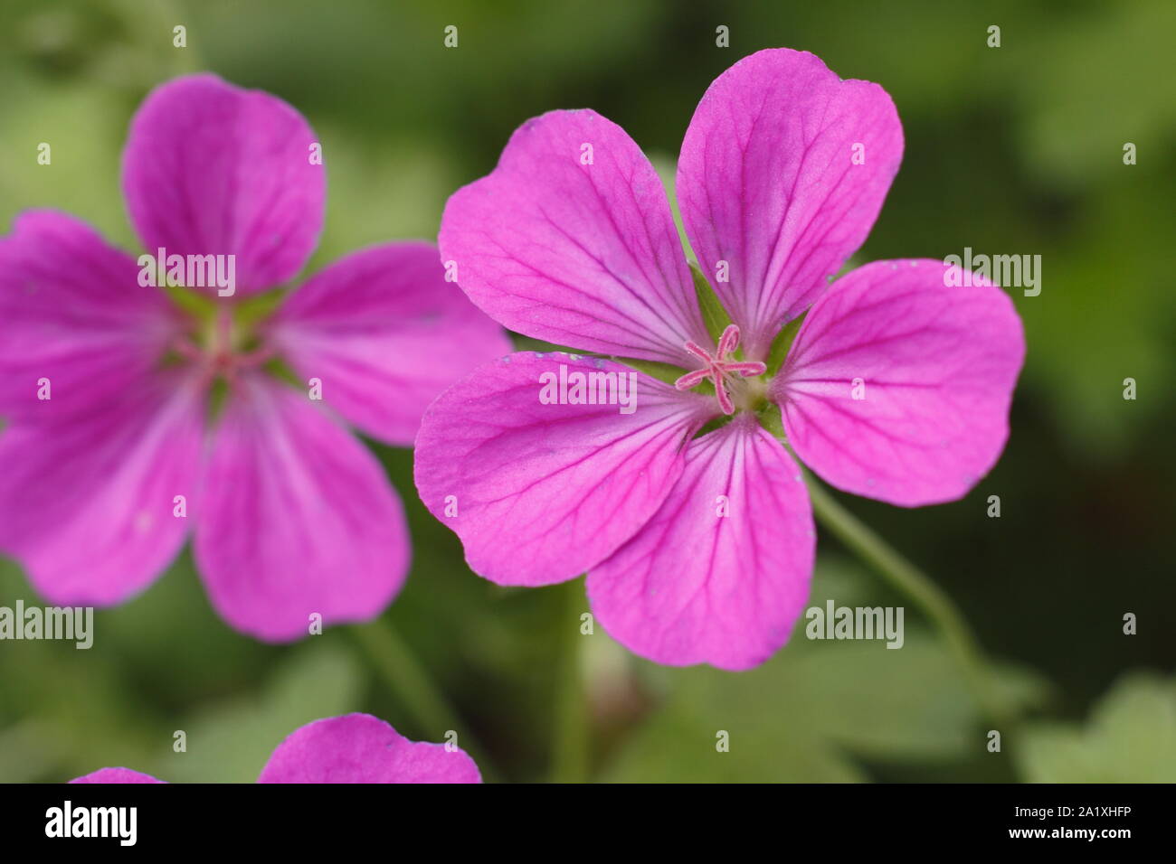 × Geranium riversleaianum "Russell Prichard' Blüte im frühen Herbst. UK. Hauptversammlung Stockfoto