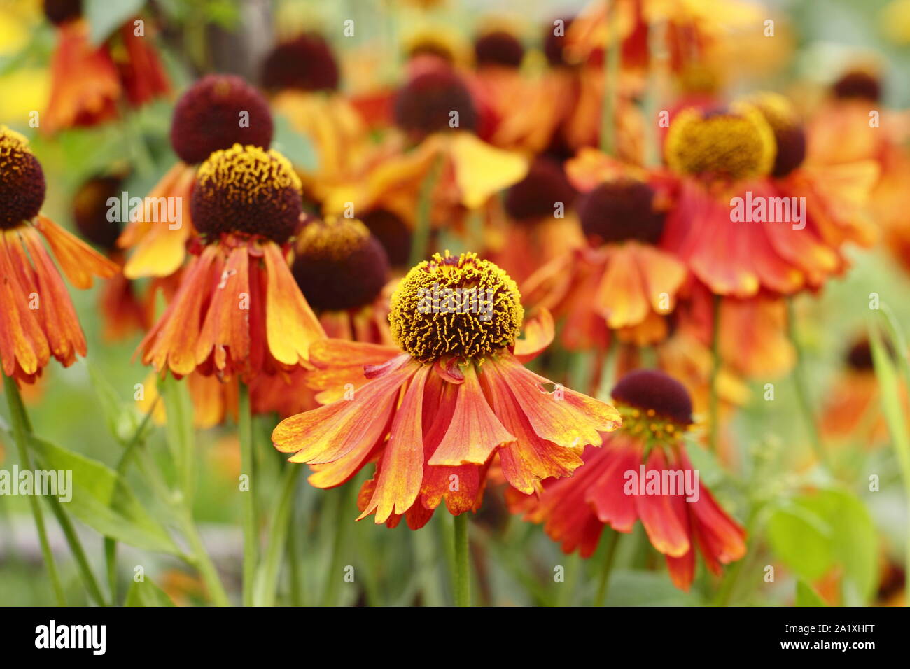 Helenium 'Moerheim Beauty'. Drift Anpflanzung von sneezeweed Blumen im September. Großbritannien Stockfoto