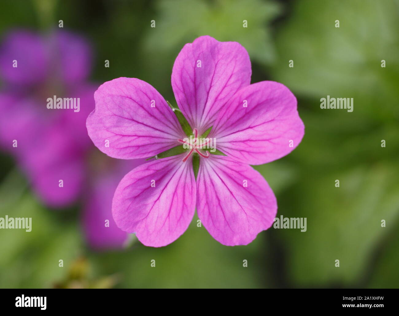× Geranium riversleaianum "Russell Prichard' Blüte im frühen Herbst. UK. Hauptversammlung Stockfoto