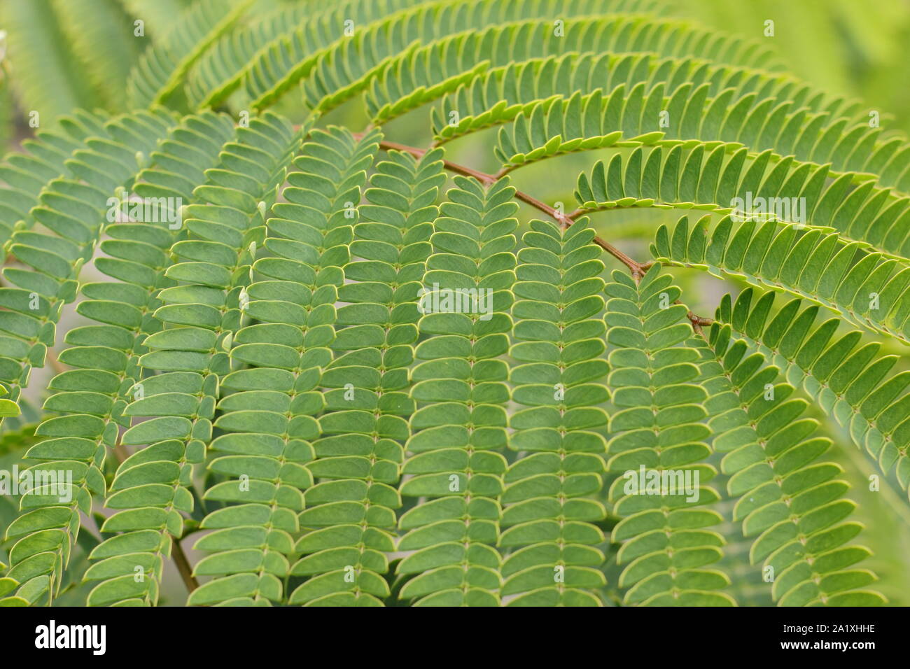 Albizia julibrissin 'Tropische Traum'. Persischer Seide Baum angezeigte charakteristische Blattwerk. Großbritannien Stockfoto