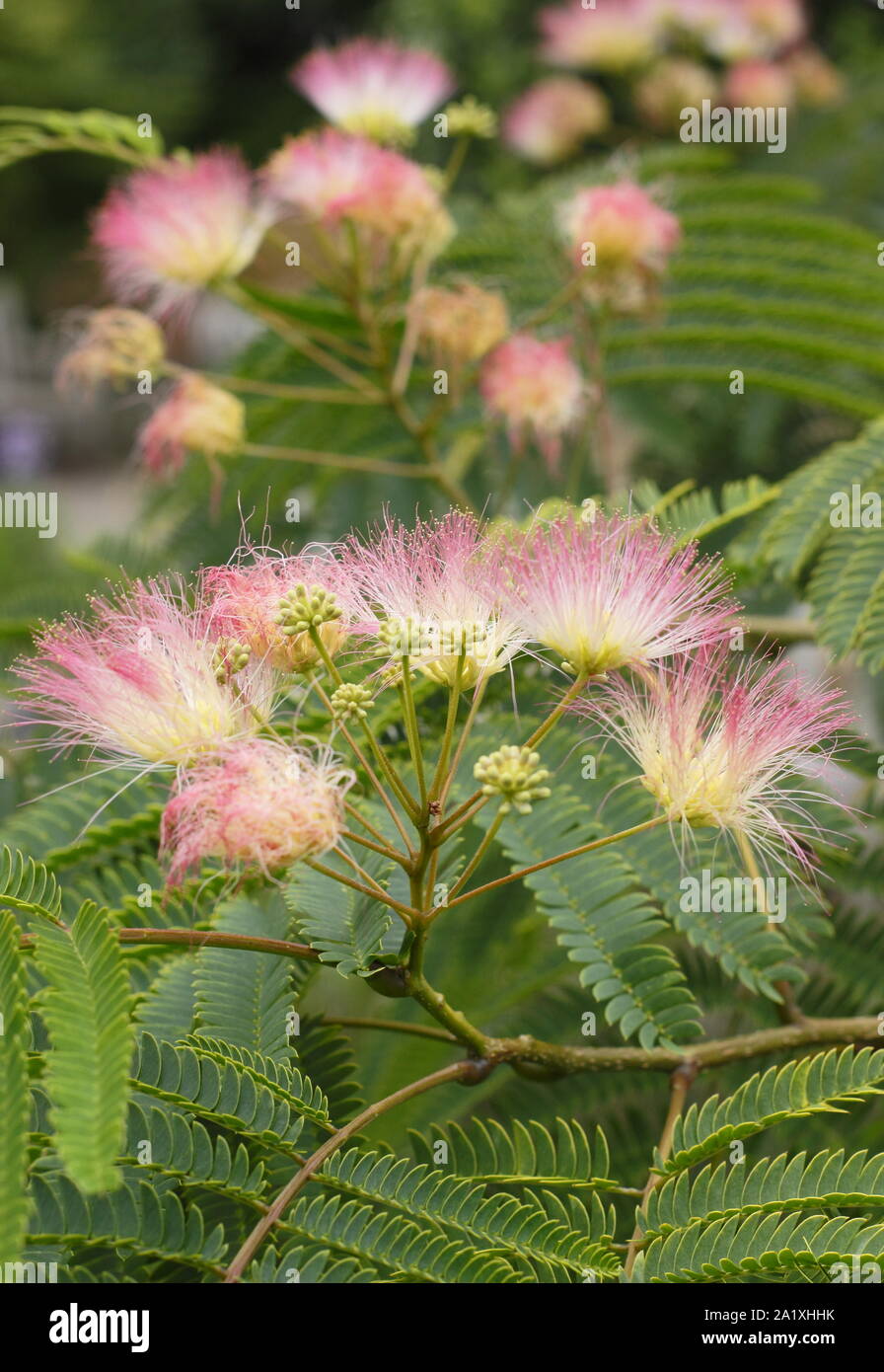 Albizia julibrissin 'Tropische Traum'. Persischer Seide Baum angezeigte charakteristischen Flauschige rosa Blüten im frühen Herbst. Großbritannien Stockfoto