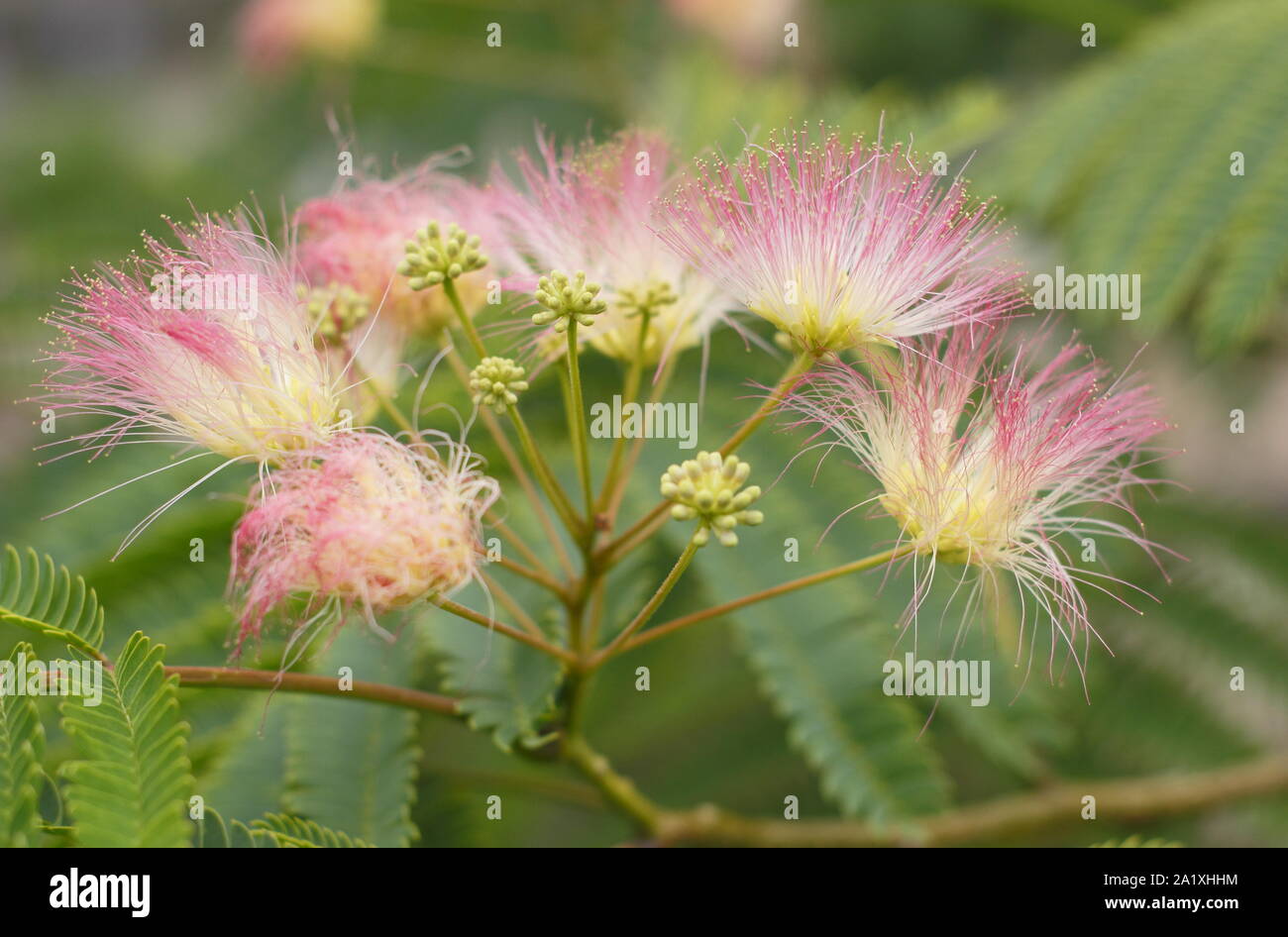 Albizia julibrissin 'Tropische Traum'. Persischer Seide Baum angezeigte charakteristischen Flauschige rosa Blüten im frühen Herbst. Großbritannien Stockfoto