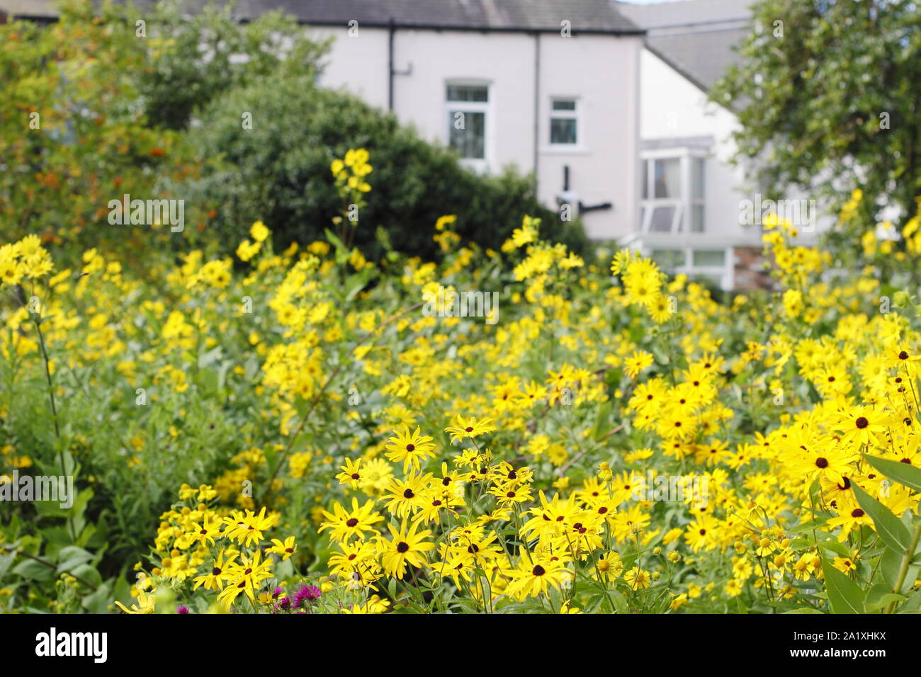 Wiese Anpflanzung mit heleniums und rudbeckias in Sheffield Botanischen Gärten in Verbindung mit der Universität Sheffield gepflanzt. September. Stockfoto