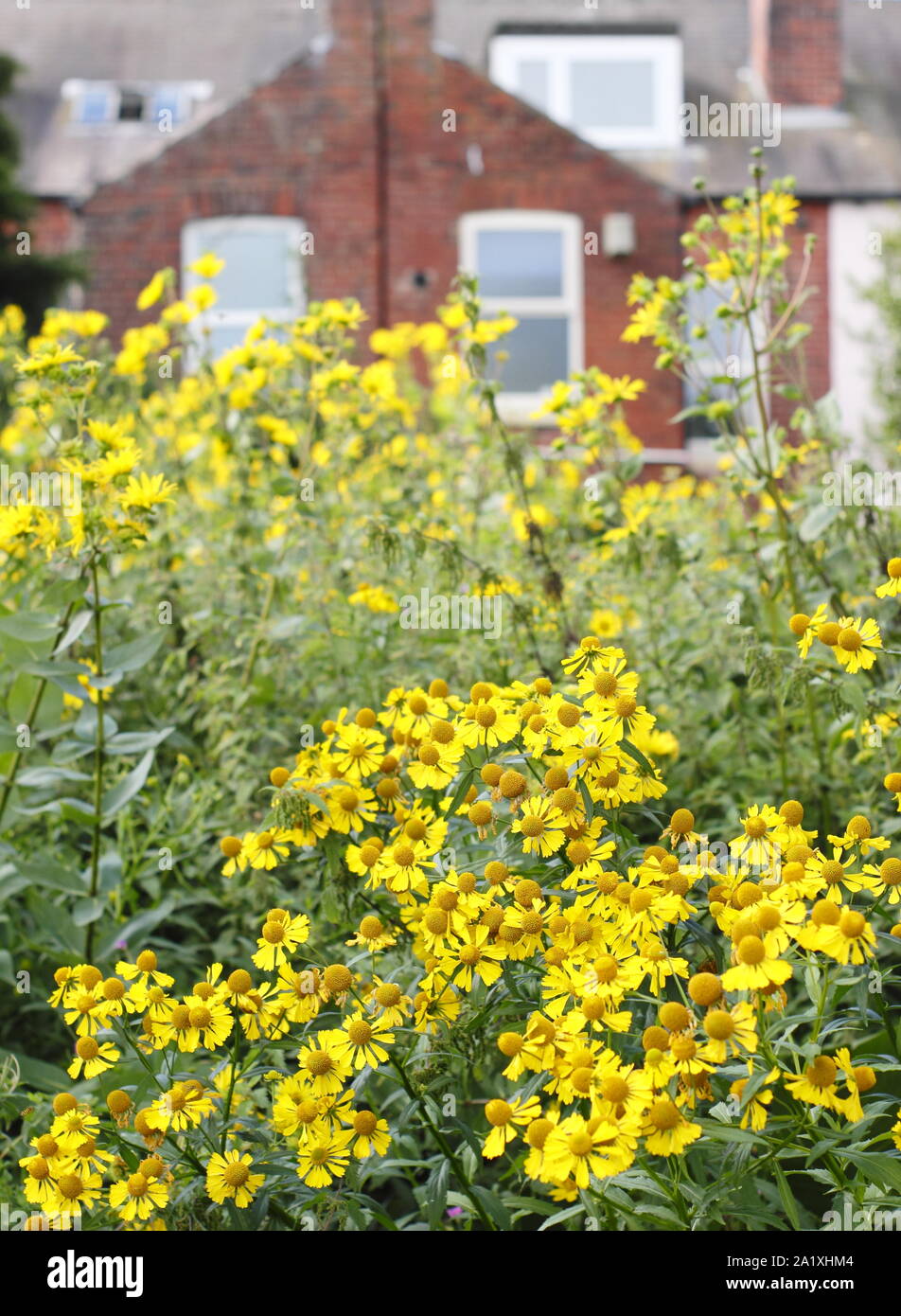 Wiese Anpflanzung mit heleniums und rudbeckias in Sheffield Botanischen Gärten in Verbindung mit der Universität Sheffield gepflanzt. September. Stockfoto