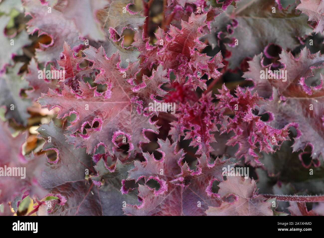 Heuchera 'Purple Petticoats' anzeigen charakteristische Deep Purple Laub. Anfang Herbst. Großbritannien Stockfoto