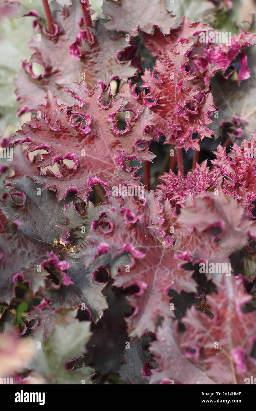 Heuchera 'Purple Petticoats' anzeigen charakteristische Deep Purple Laub. Anfang Herbst. Großbritannien Stockfoto