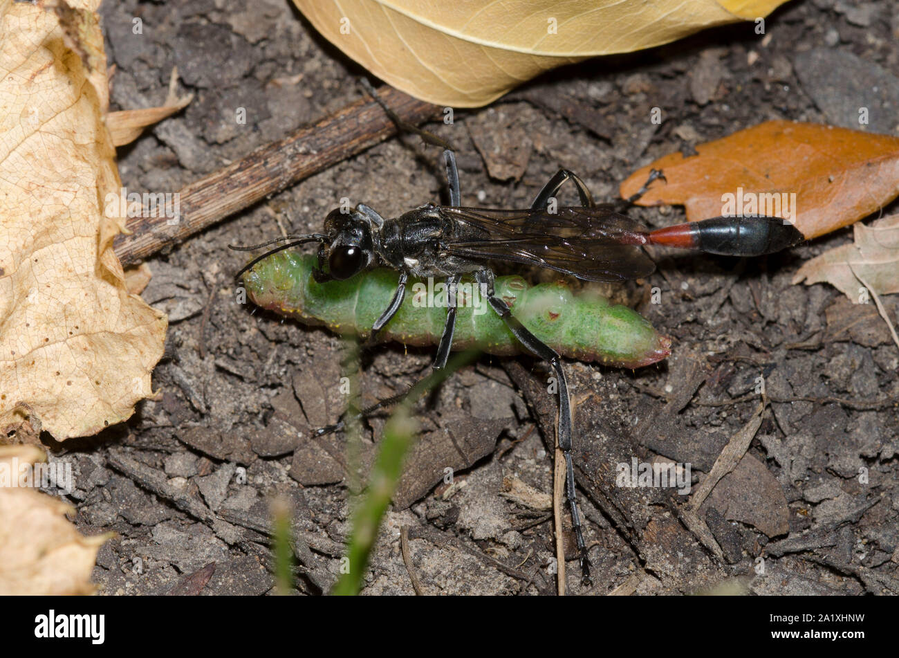Fadenwaspe, Ammophila sp., gelähmte Larven-Beute schleppen Stockfoto