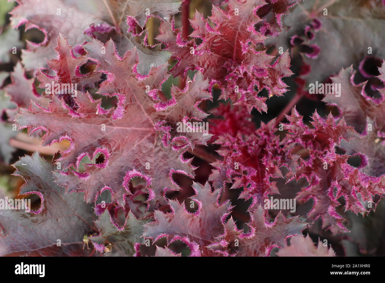 Heuchera 'Purple Petticoats' anzeigen charakteristische Deep Purple Laub. Anfang Herbst. Großbritannien Stockfoto