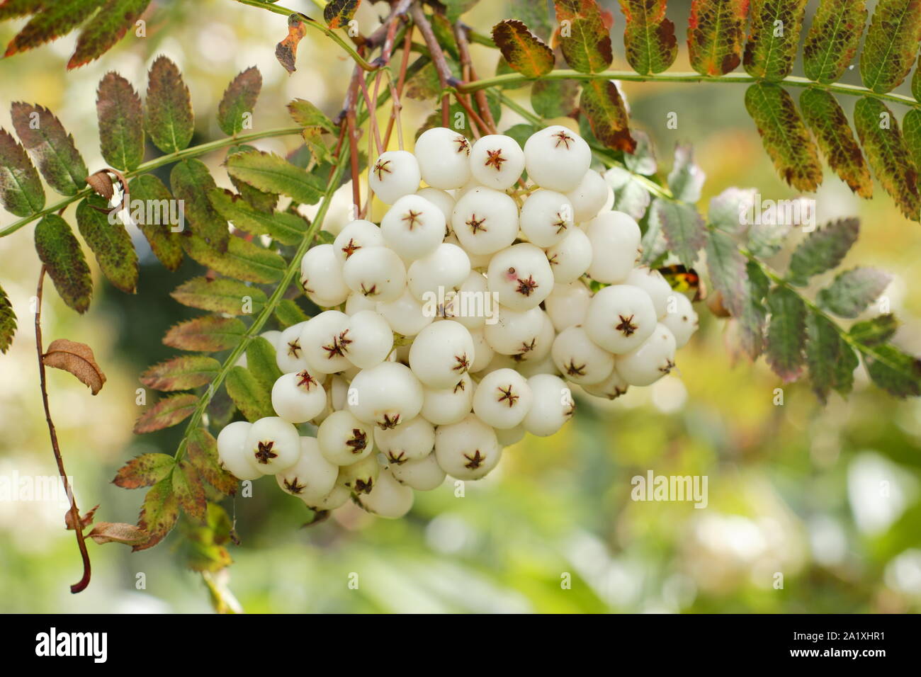 Sorbus koehneana. Weiße Beeren der Koehne Mountain Ash im frühen Herbst. Großbritannien Stockfoto