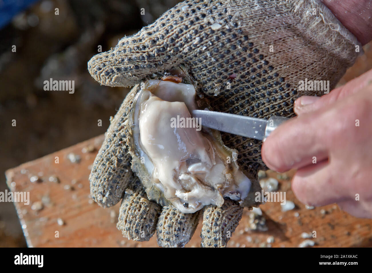 Behandschuhte Hand schalen Auster, "Crassostrea virginica', an der Küste von Texas. Stockfoto