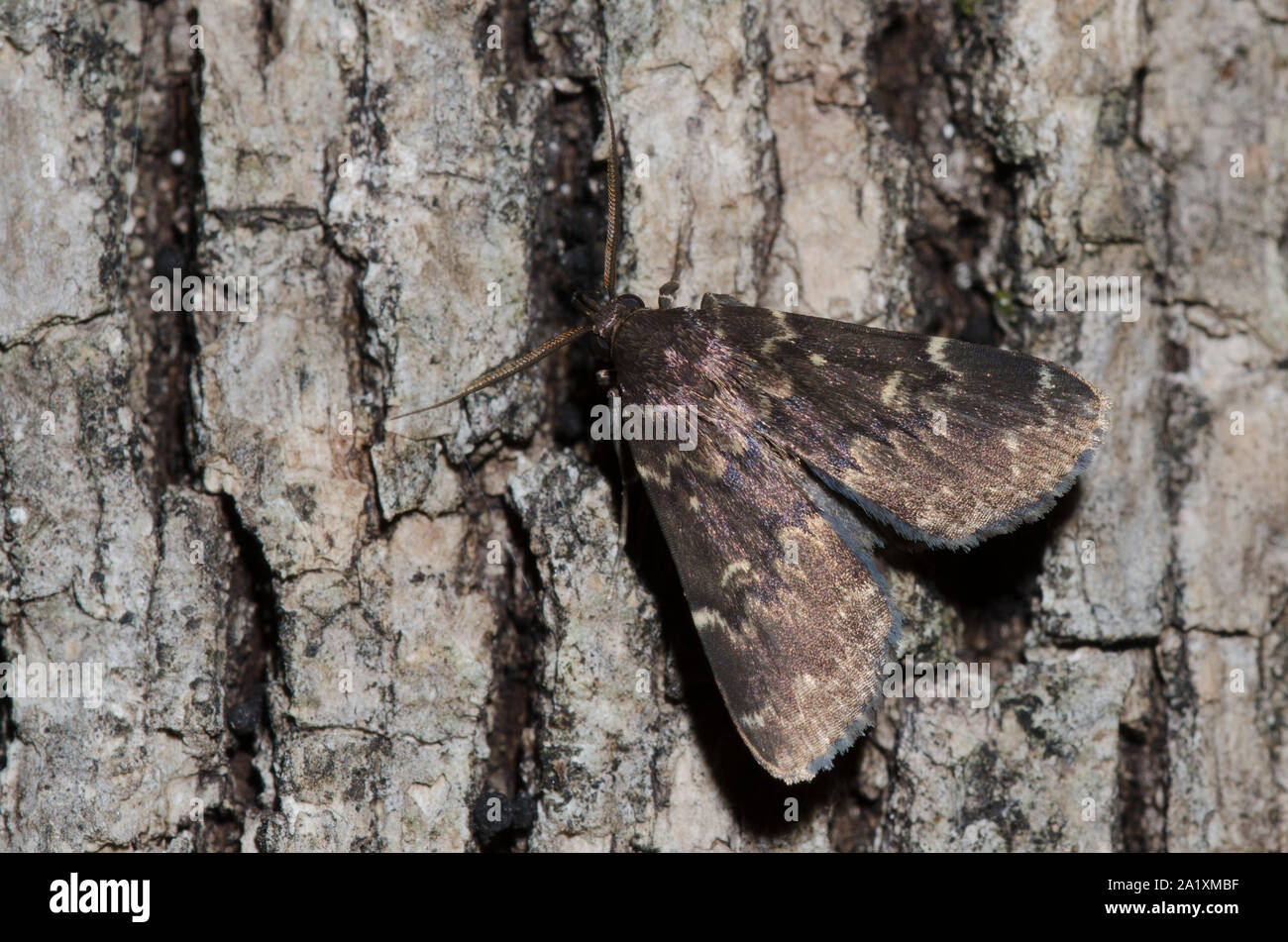 Glänzend schwarz Idia, Idia lubricalis Stockfoto
