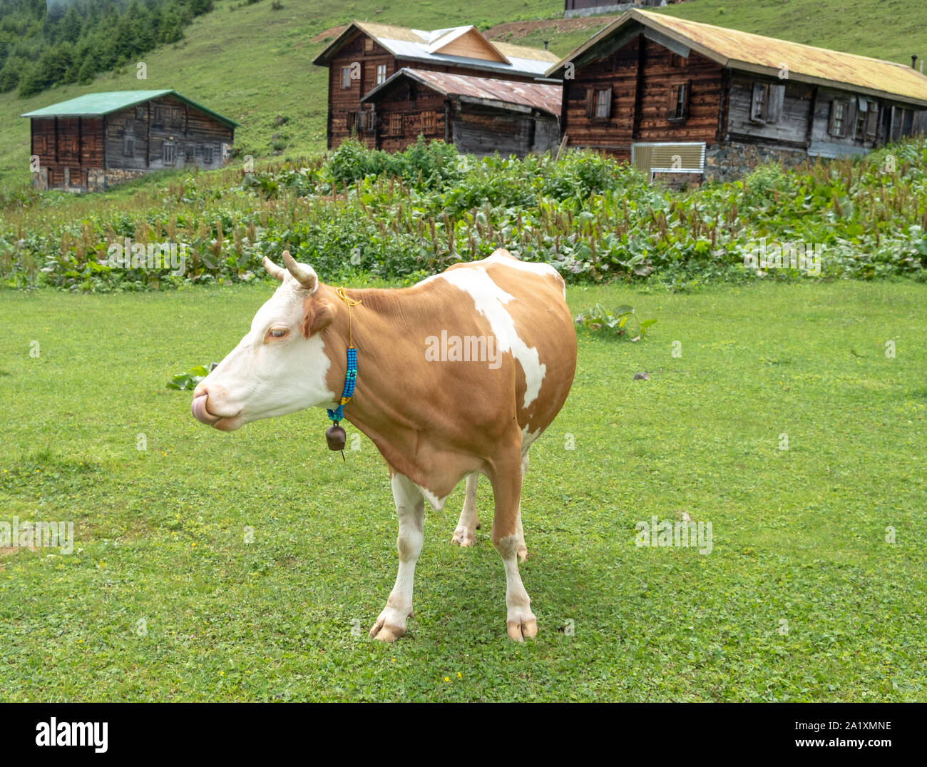 Kuh grasen das frische Gras Stockfoto