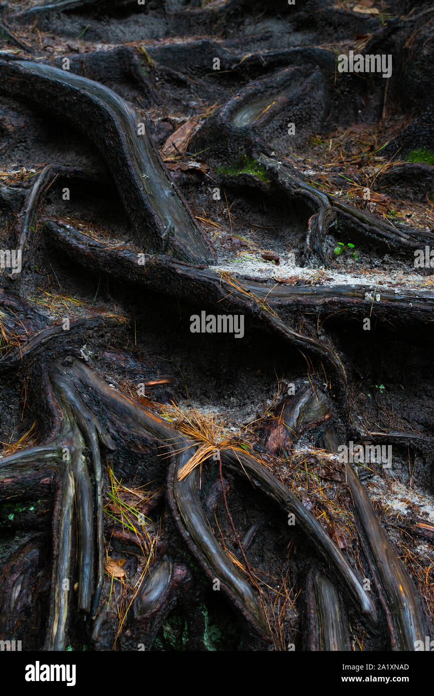 Freiliegende Wurzeln nach dem Regen. Verhungert Rock State Park, Illinois, USA Stockfoto