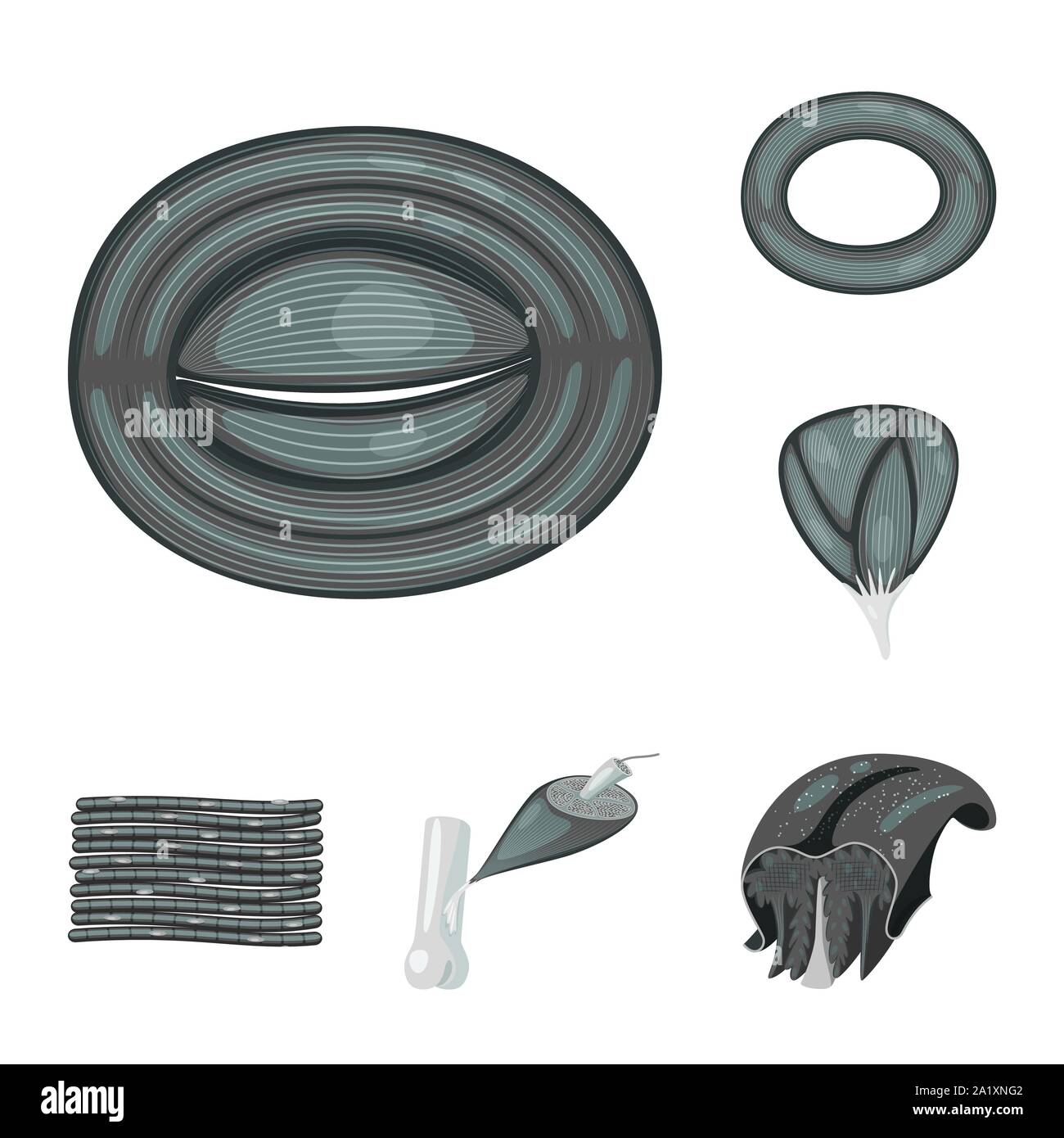 Vector Illustration des menschlichen Körper und Symbol. Satz von menschlichen Zellen und Vektor Illustration. Stock Vektor