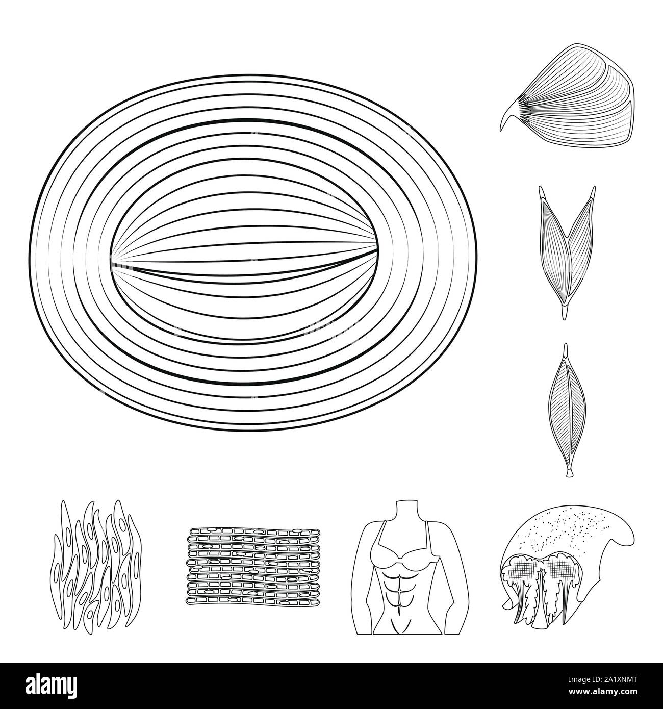 Vektor Design der Faser und muskulös Symbol. Sammlung von Faser- und Körper vektor Illustration. Stock Vektor
