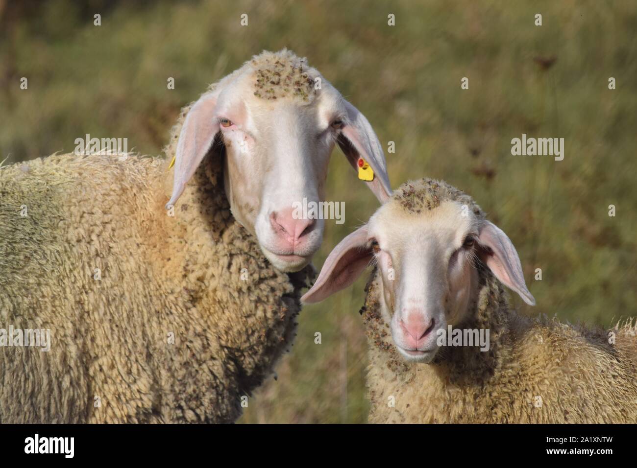 Schaf mit Klette Stockfoto