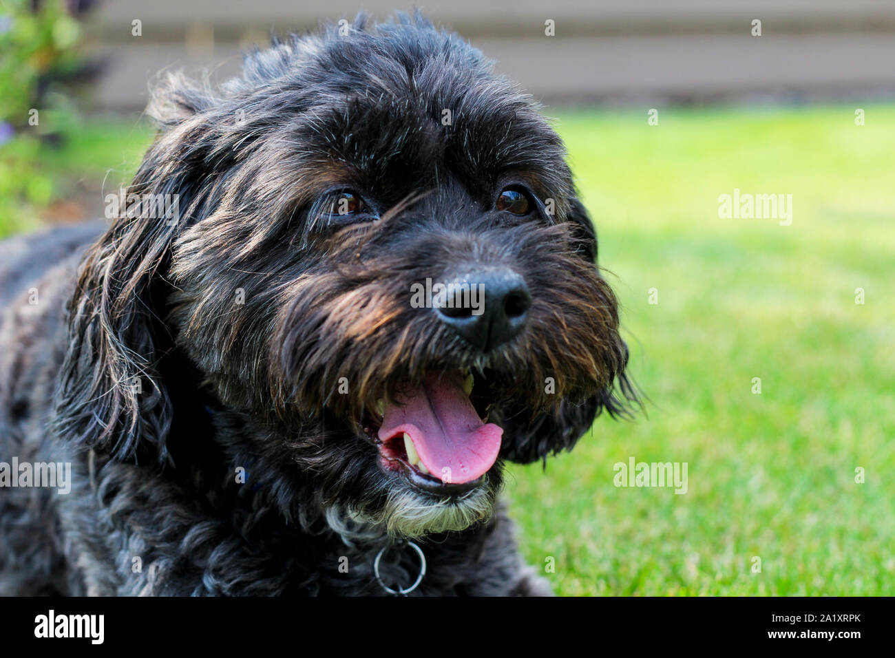 Bichon Shih Tzu Cocker sitzen im Gras mit seine Zunge heraus Stockfoto