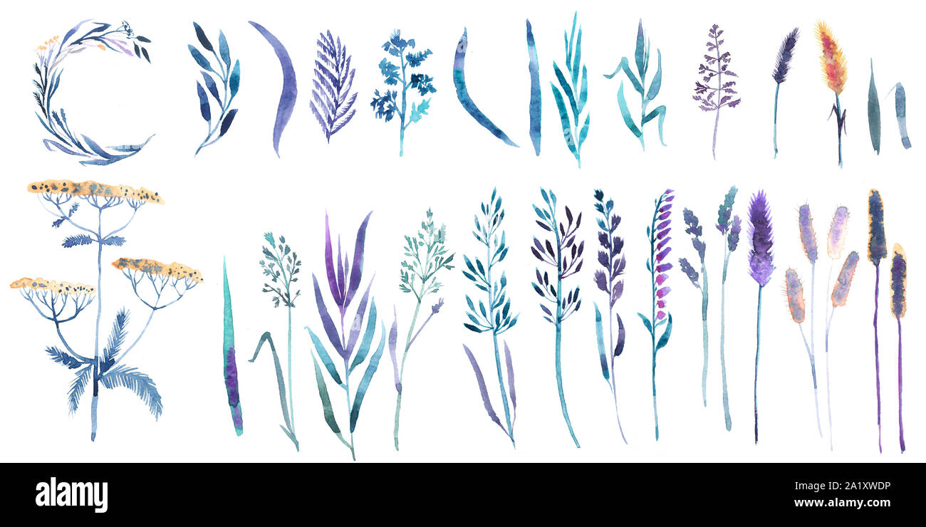 Aquarell set mit floralen Elementen und Blätter, wildes Gras, Blumen, Unkraut, ährchen, Rainfarn, 29 Elemente Stockfoto