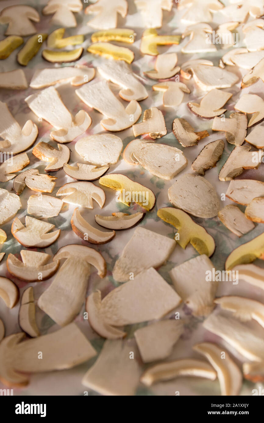 Das Trocknen von Pilzen auf weißem Hintergrund, in Scheiben geschnittenen Champignons Stockfoto