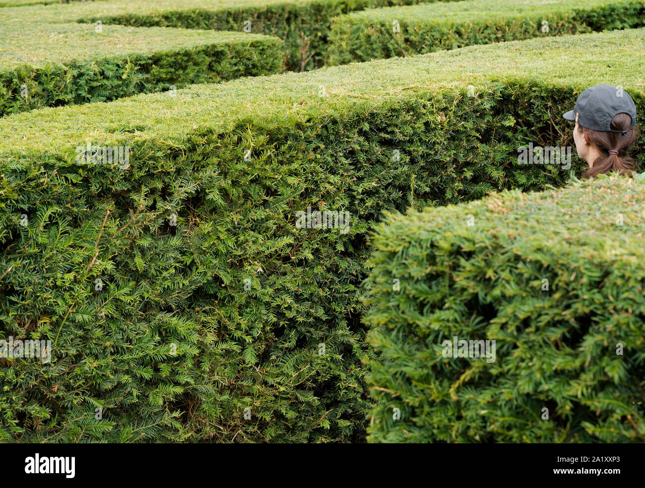 Eine Frau trägt ein Baseball cap Spaziergänge in einem riesigen Labyrinth aus Buchsbaum Hecken verloren Stockfoto