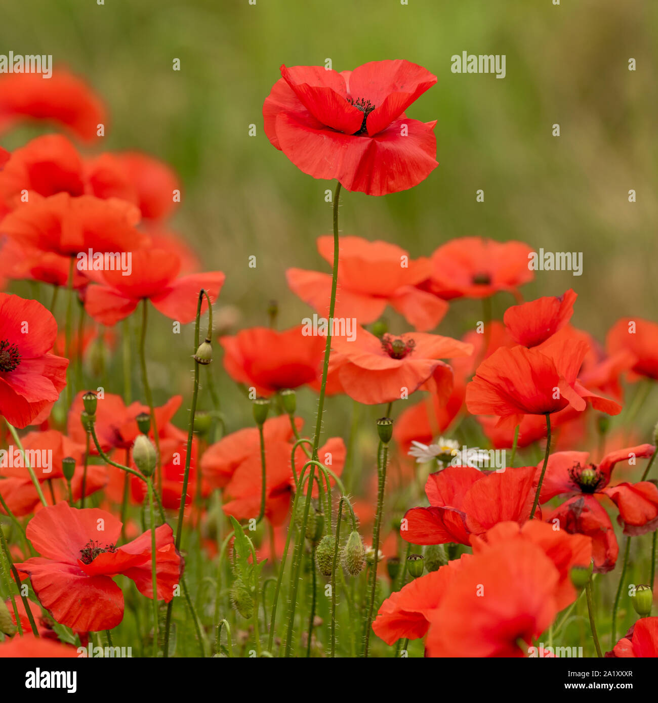 White Daisy unter zahlreichen Roter Mohn in einem Feld voller Blumen Stockfoto