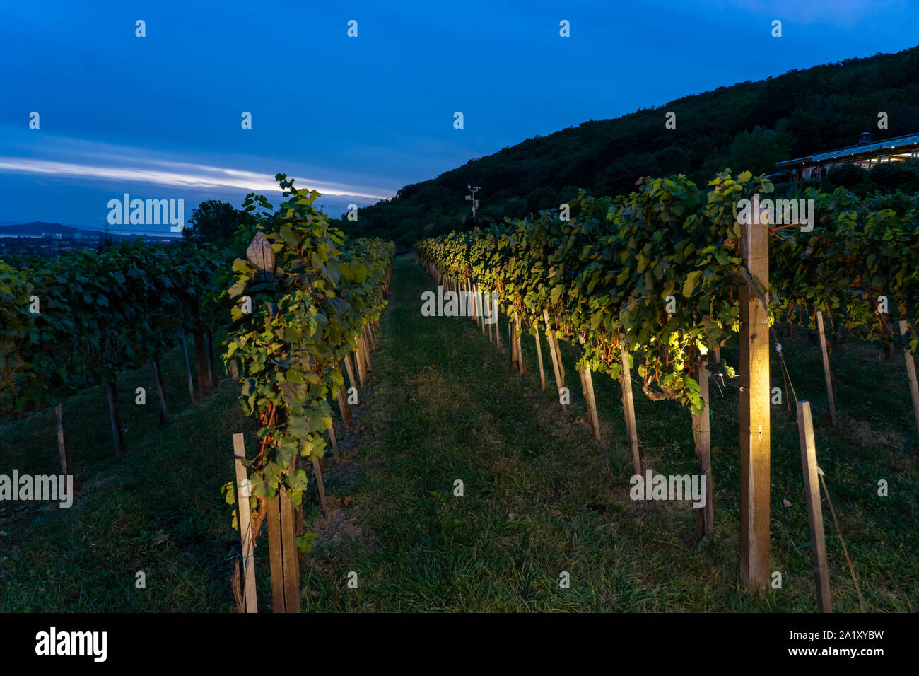 Beleuchtete Weinberg Zeilen in Csopak Ungarn in der Nacht Stockfoto