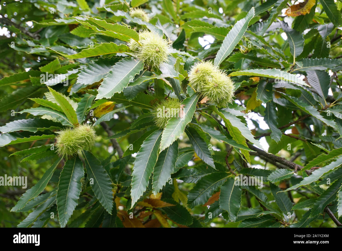 Eine Rosskastanie Baum mit einer Gruppe von reifen Kastanien. Stockfoto