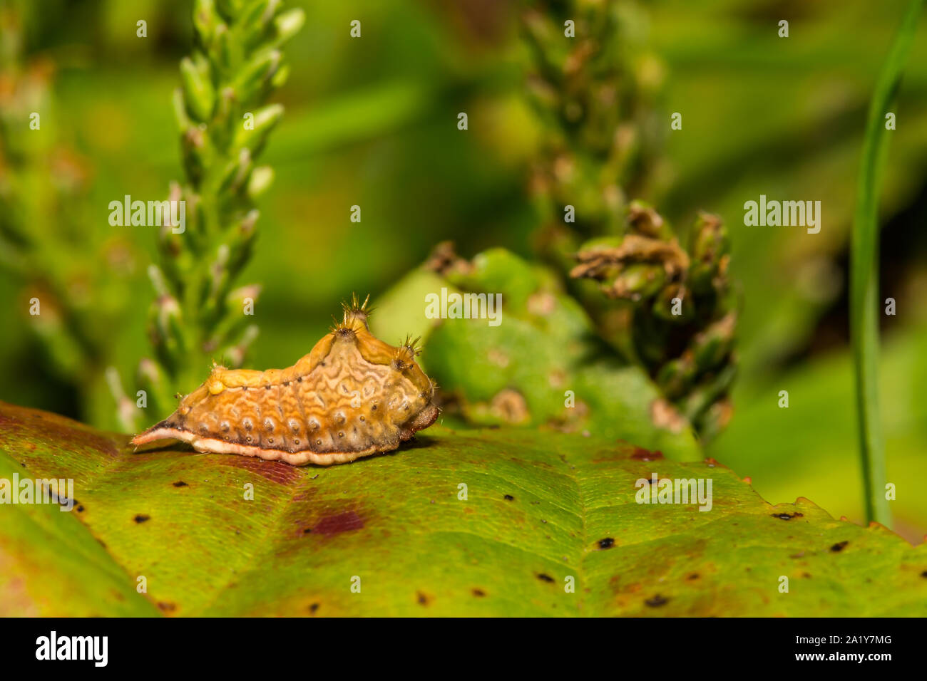 Kleinere Parasa Caterpillar (Parasa Chloris) Stockfoto