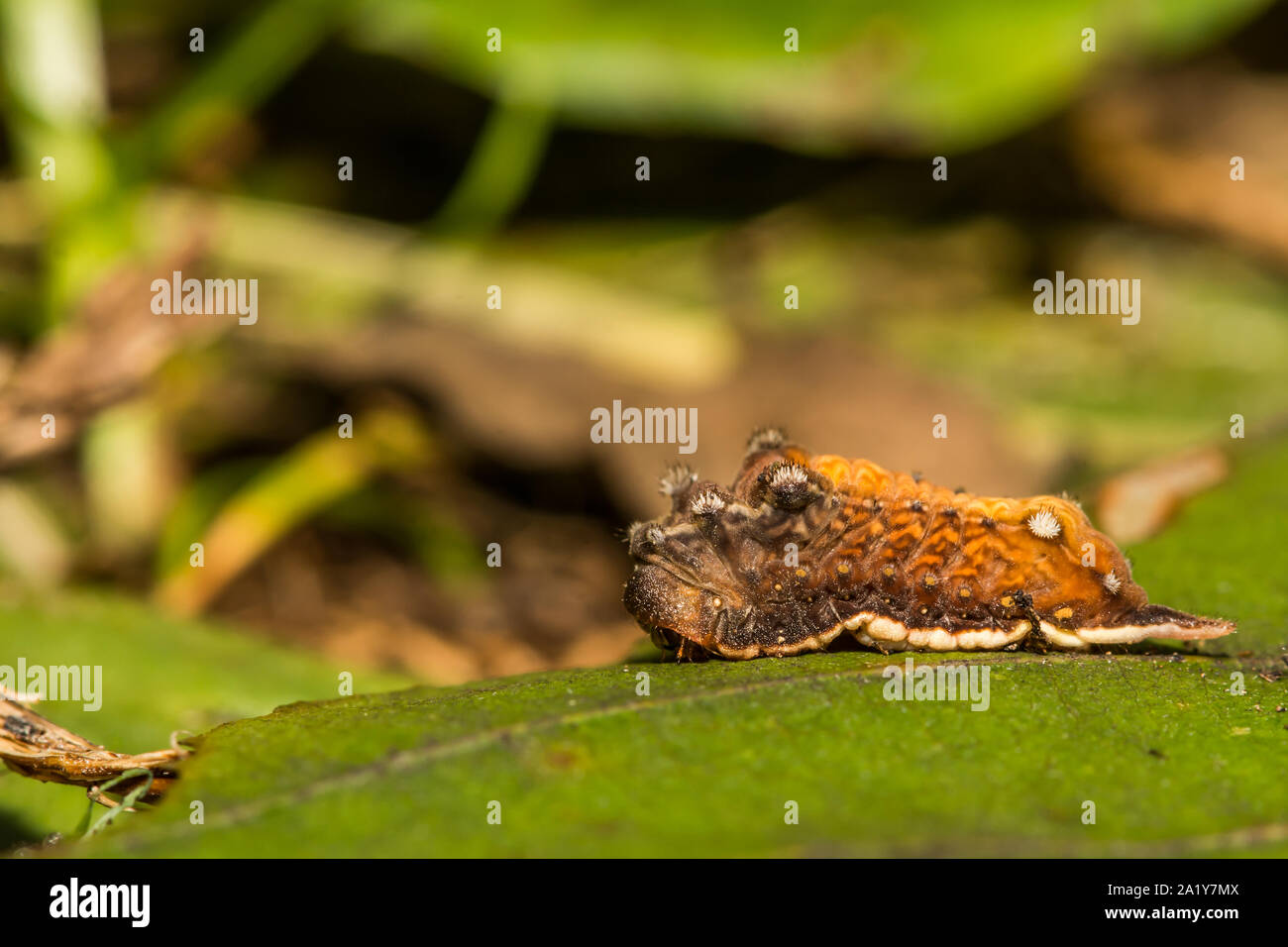 Kleinere Parasa Caterpillar (Parasa Chloris) Stockfoto