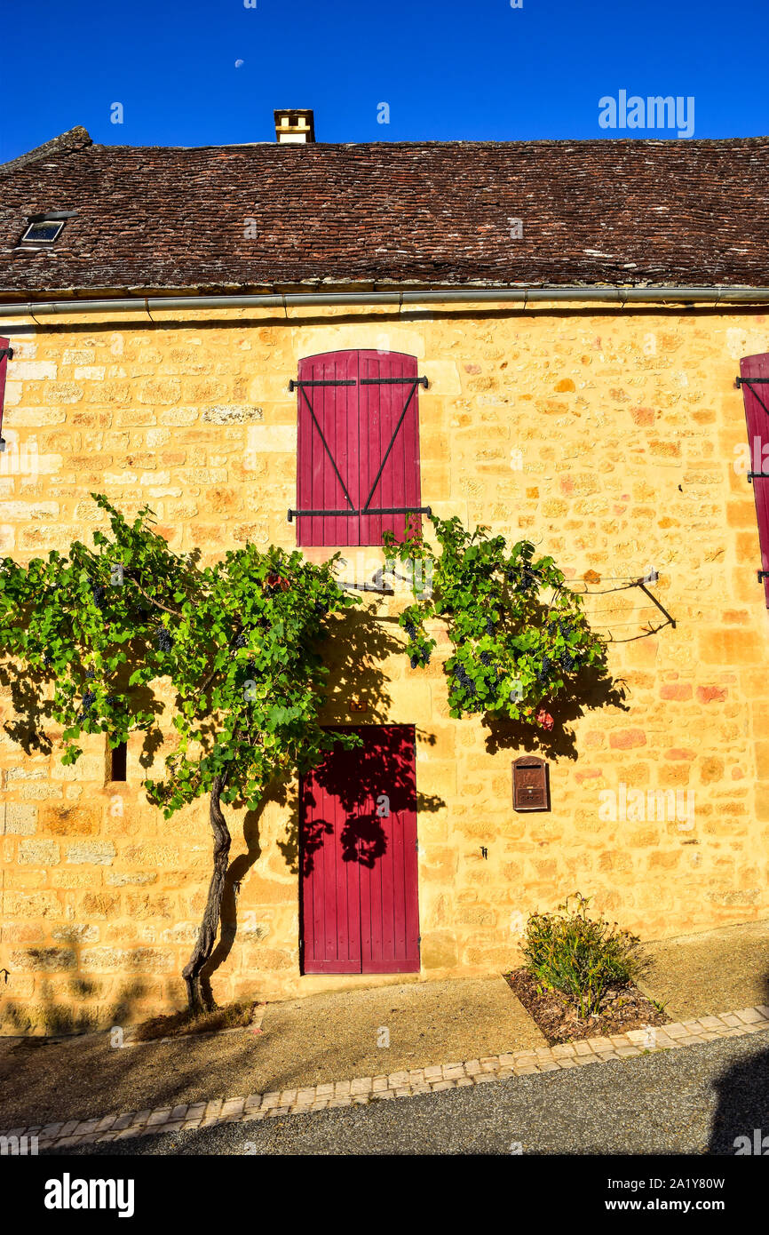 Trauben, Rebe, Domme, Dordogne, Dordogne, Périgord, Aquitanien, Frankreich Stockfoto