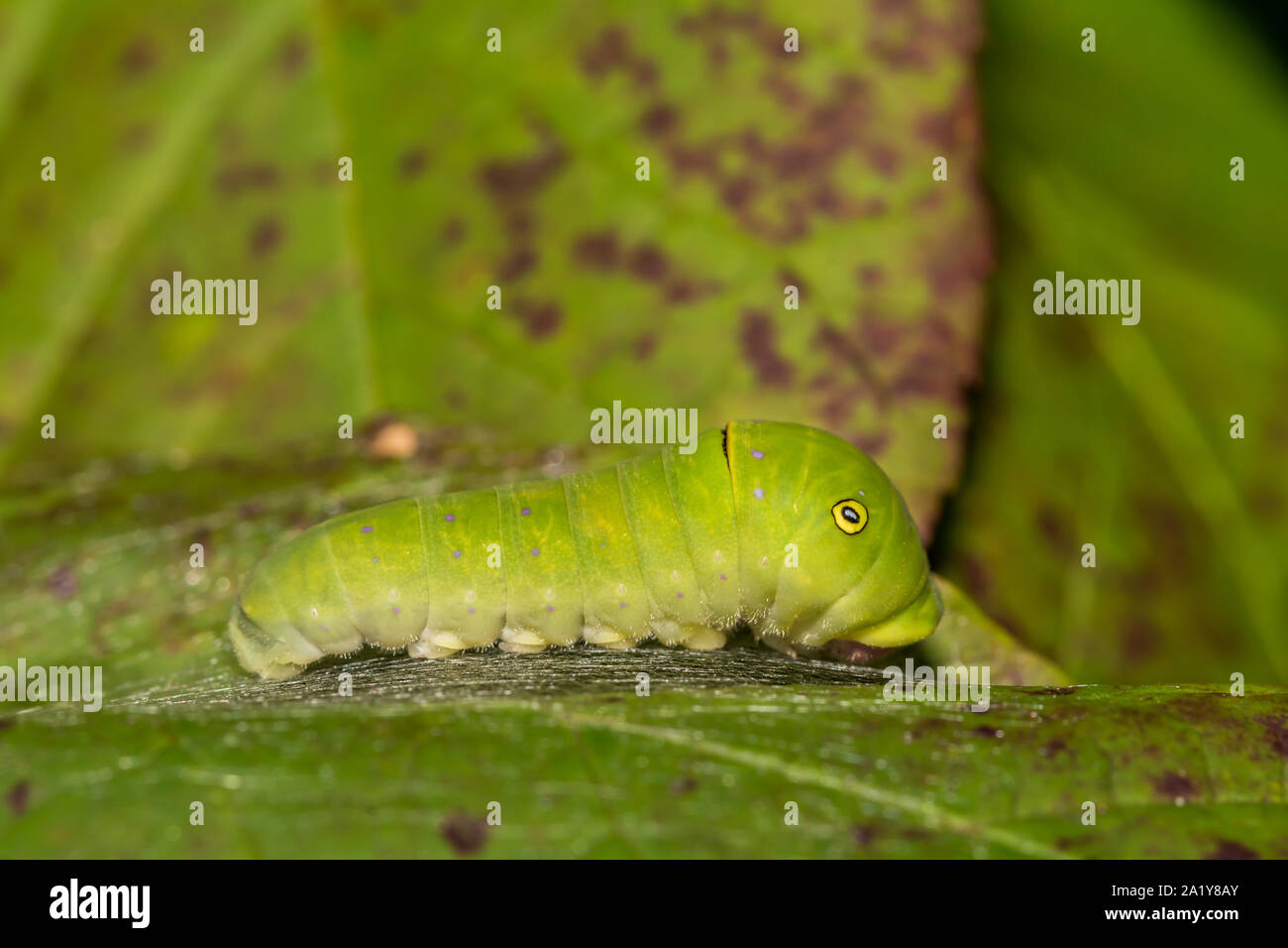 Eastern Tiger Swallowtail Caterpillar (Papilio glaucus) Stockfoto