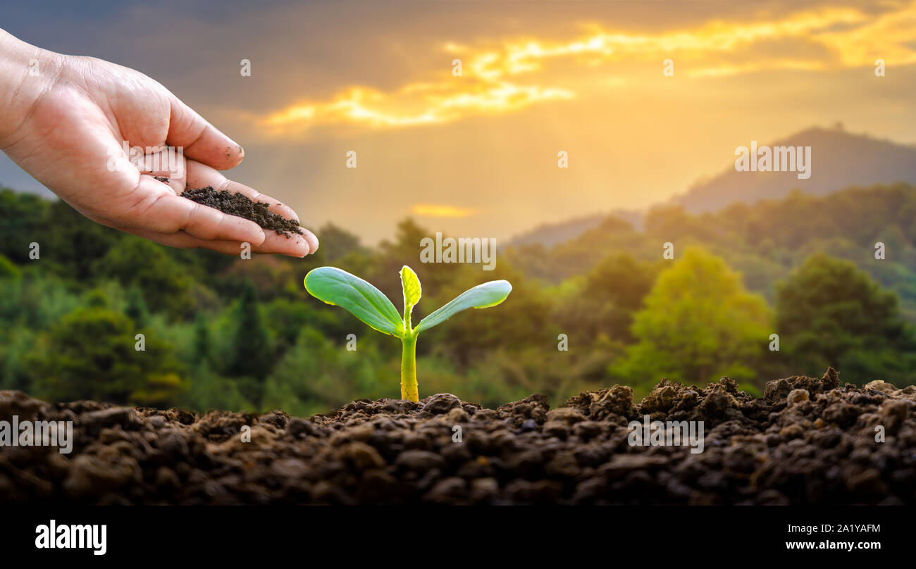 Umwelt Tag der Erde in den Händen von Bäumen wachsenden Sämlinge. Bokeh grüner Hintergrund weibliche Hand Baum auf natur feld gras wald conservati Stockfoto