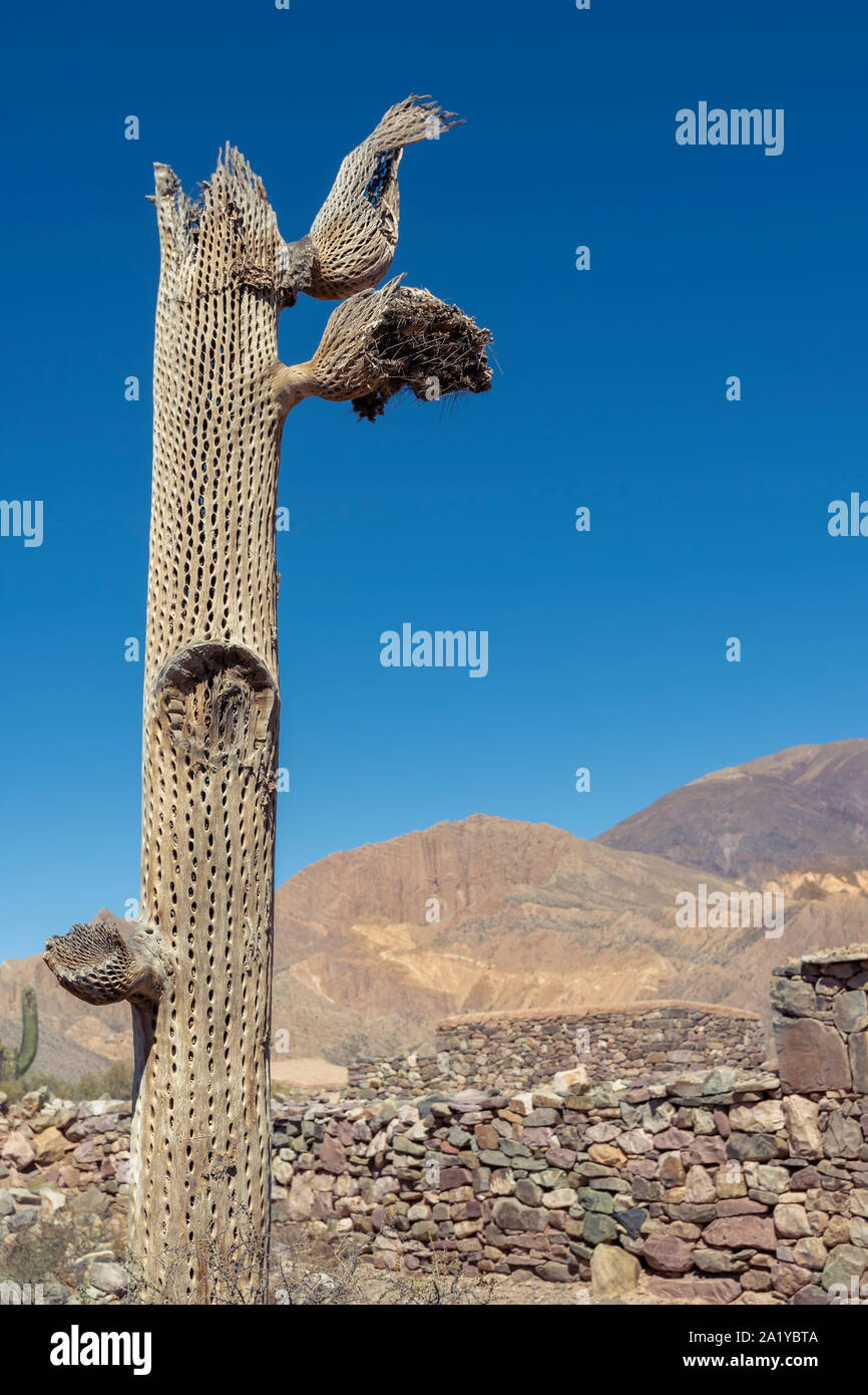 Kaktus tot und lebendig in den Ruinen von Tilcara, Jujuy, Argentinien  Stockfotografie - Alamy