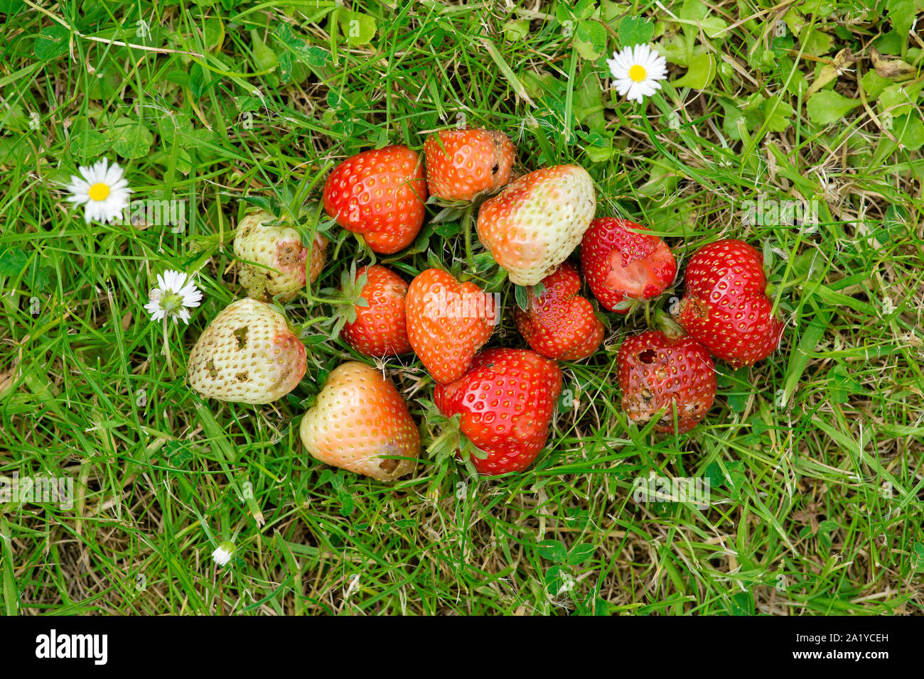 Durch Metallklumpen Erdbeeren Festlegung auf grünem Gras gefressen. Stockfoto