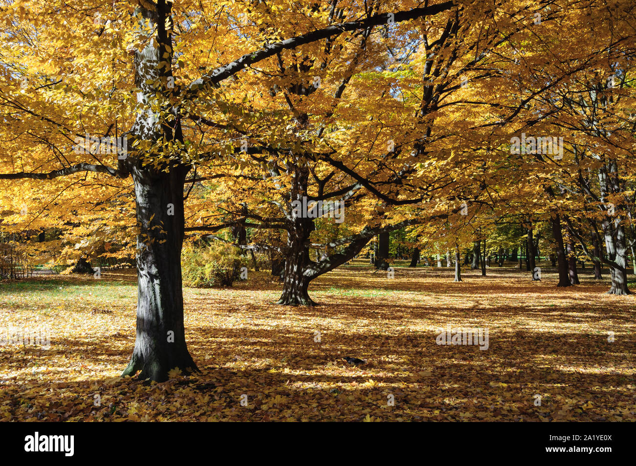 Baum mit orange Blätter im Herbst in Lazienki Park Warschau Stockfoto