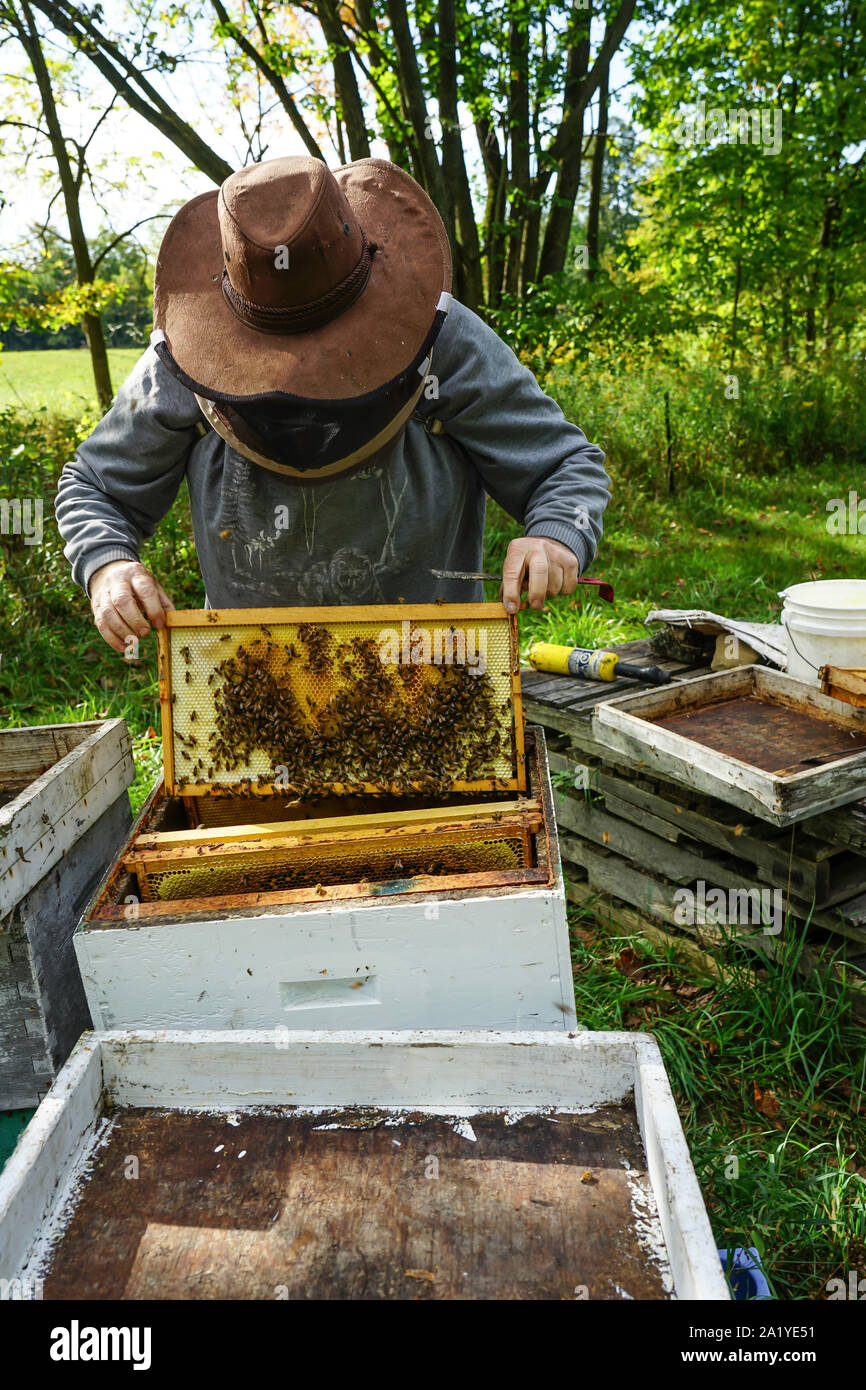 Bienenvölker und Bienen im Bienenhaus in Biene Honig ernten in Ontario, Kanada, Nordamerika Stockfoto