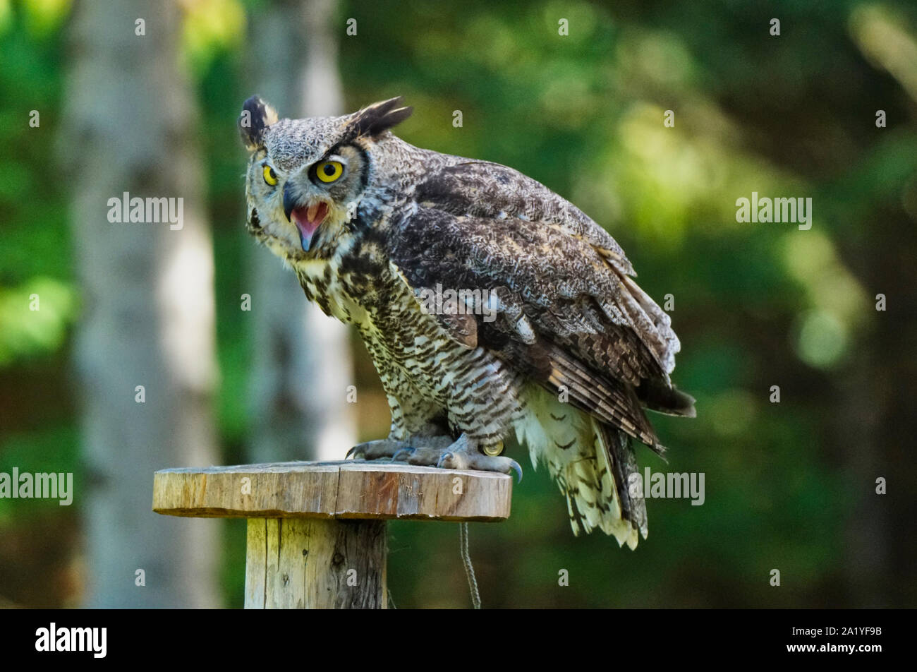 Montebello, Quebec, Kanada, September 29,2019.EINE Uhu-Uhu ein Wildpark Reserve in Montebello, Quebec, Kanada.Kredit:Mario Beauregard/Alamy News Stockfoto