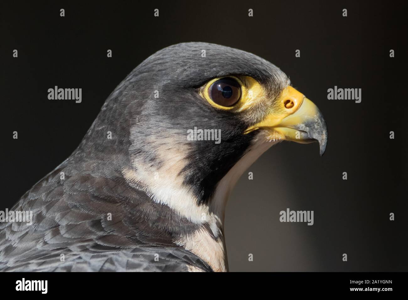 Wanderfalke Profil Nahaufnahme portrait Stockfoto