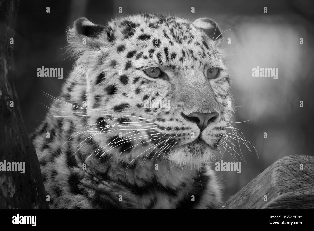 Schwarze und weiße Jaguar portrait Stockfoto