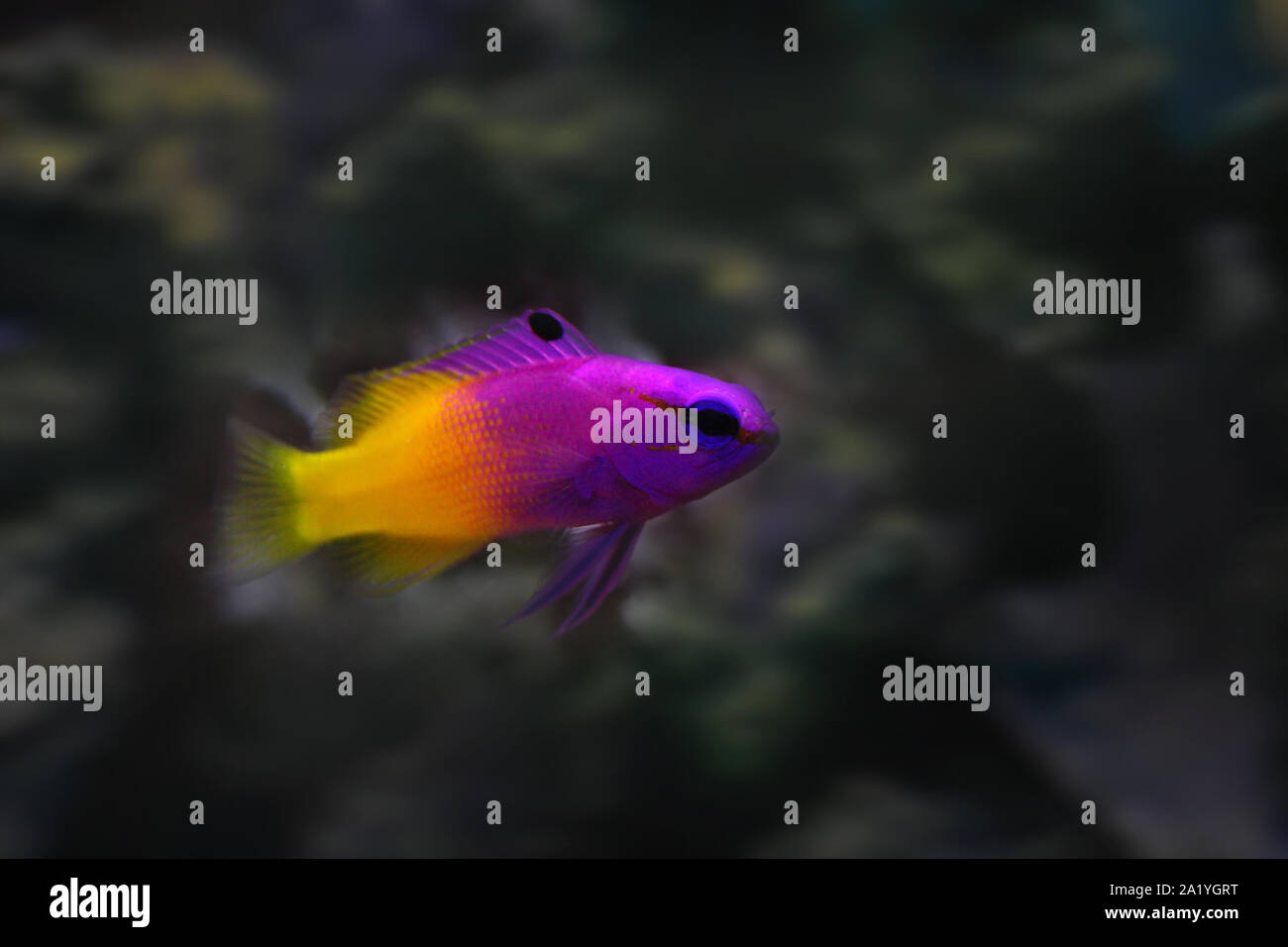 Royal gramma Lila und Gelb tropische Fische closeup Stockfoto