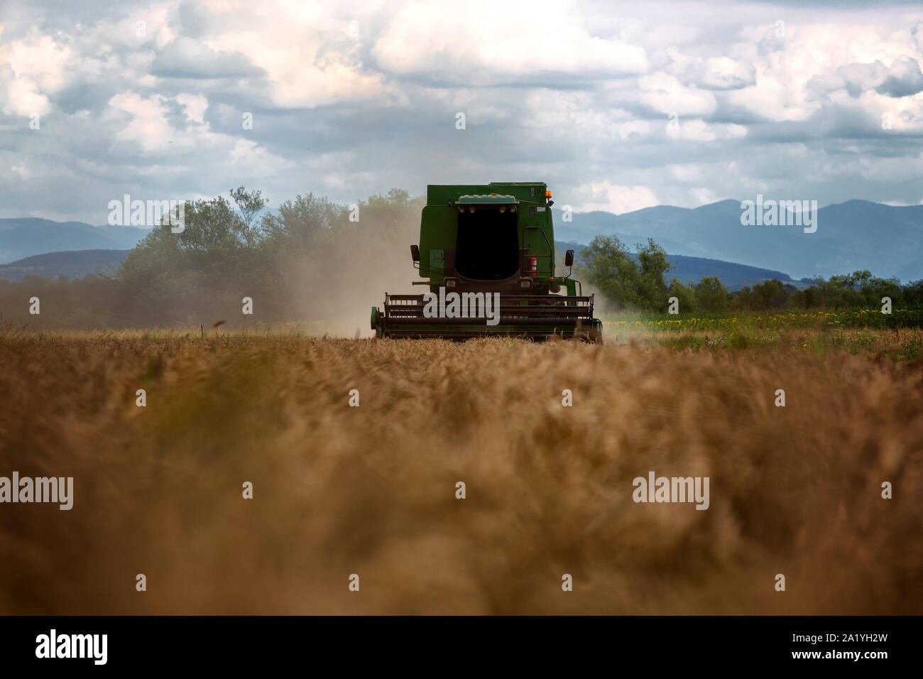 Mähdrescher in Aktion auf Weizenfeld. Die Ernte ist der Prozess der Erfassung eine reife Ernte von den Feldern. Stockfoto