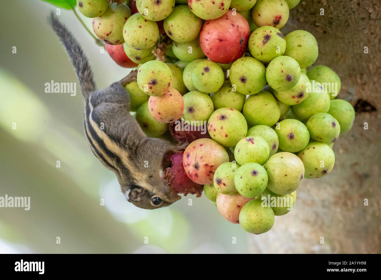 Himalayan gestreiften Eichhörnchen (Tamiops mcclellandii) Stockfoto